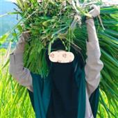 Giải