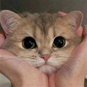 Các 
