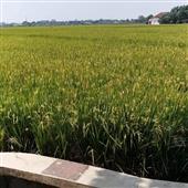Vợt 