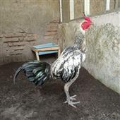 Phù 