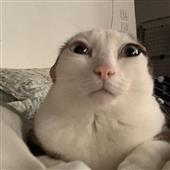 Câu 