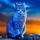Kèo 