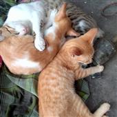 Dự đo