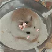 Giày