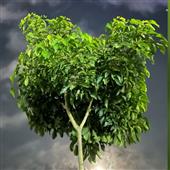 Gra