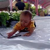 Bản