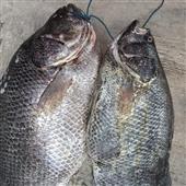 Giải