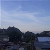 Trâu 