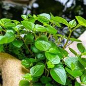 Tải 