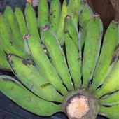 Xú