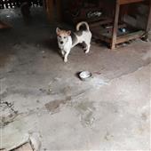 DIỄ