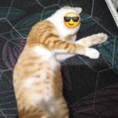 Tran