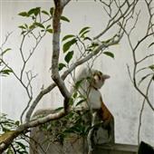 lục