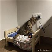 Báo 