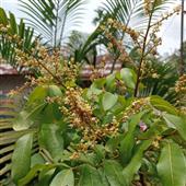 Tiến