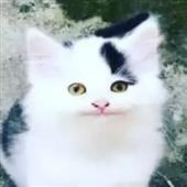 Lịch