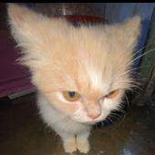 Kèo 