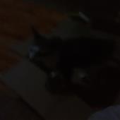 Trái