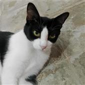 Kết 