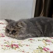 Anh 