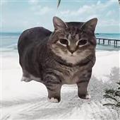 Đèn