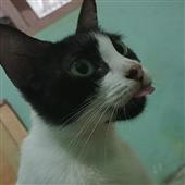 Pu
