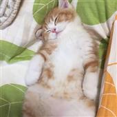 Đêm 