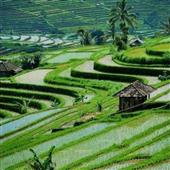 Gấu 