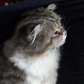 Vi