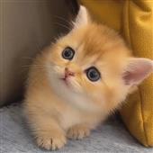 Vin
