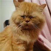 Liên