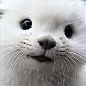 Nezh