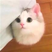 SI
