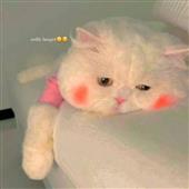 Poke