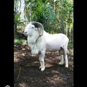 Các