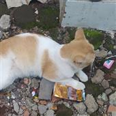 Gấu 