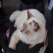 Bảo 