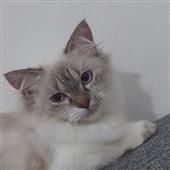 Vòng