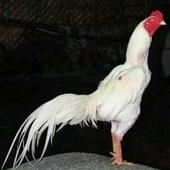 Tr