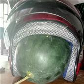 Hổ 