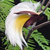 Cổ