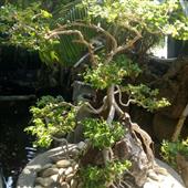 Đề x