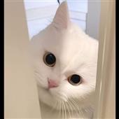 Chú 