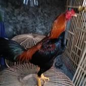 Thỏ