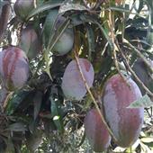 Ngườ
