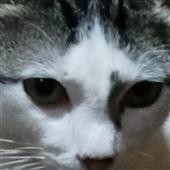 Rồng
