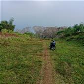 Trực
