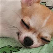 Thảm