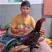 Vua 