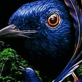 Str